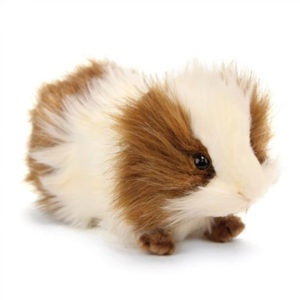 Guinea Pig - 19-20cm